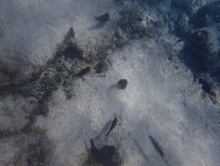海底景象 神秘生物隐现