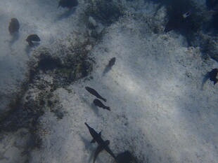 海底游动的小鱼群