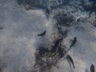 海底游动的小鱼群