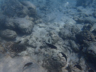 海底景象 岩石与模糊光影