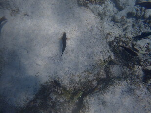 海底小鱼在礁石间游动