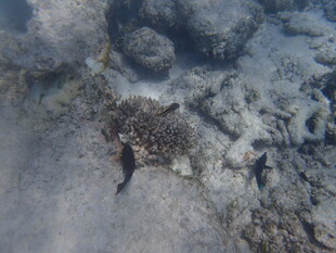 海底游动的小鱼