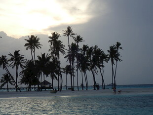 海边椰林映夕阳美景