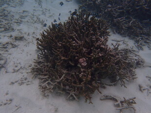 海底的一簇珊瑚