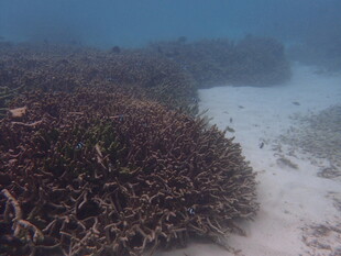 海底珊瑚礁景观