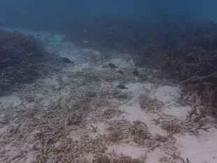 海底珊瑚礁景象
