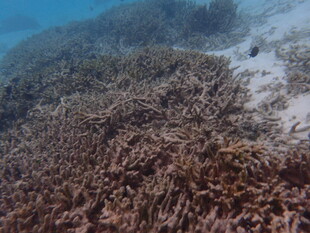 海底繁茂的珊瑚景观