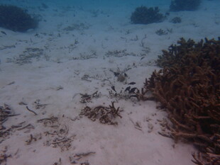 海底沙地上的褐色海草