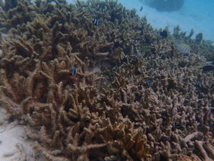 海底壮观的珊瑚群景观