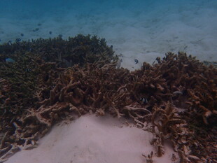 海滩上的茂盛海草景观
