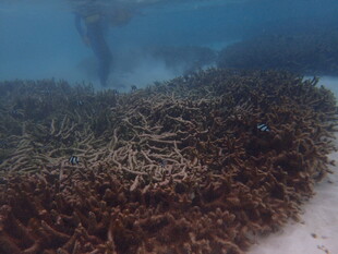 海底珊瑚景观 潜水者身影