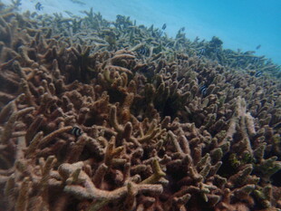 海底壮观的珊瑚礁景观