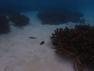 海底珊瑚与游动小鱼