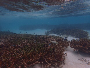海底繁茂海草景观