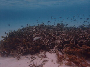 海底珊瑚礁与鱼群景观