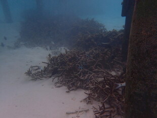 海底缠绕的海草与立柱