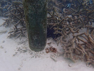 海底树干及缠绕的海草