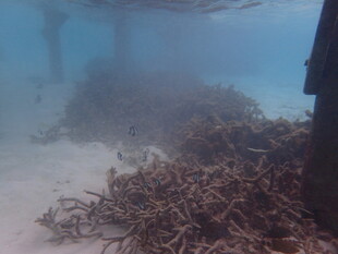海底的珊瑚残骸景象