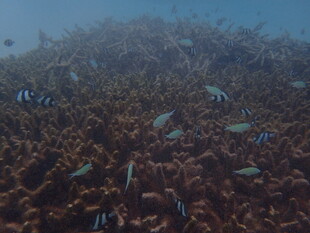 海底珊瑚丛中的多彩小鱼