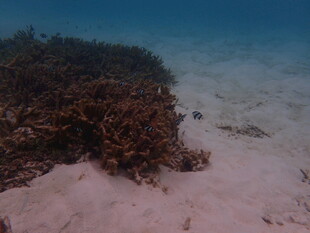 海底珊瑚与白沙景观