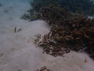 海底珊瑚与游动小鱼