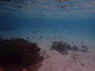 海底珊瑚与游动小鱼景观