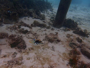 海底景象中的小鱼