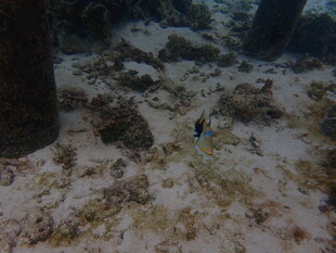 海底景象 沙石与柱状物