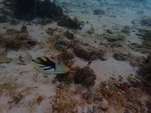 海底游动的多彩条纹小鱼