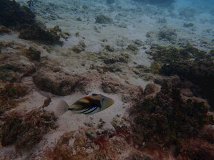 海底礁石间的斑斓小鱼