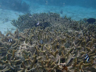 海底珊瑚丛中的多彩小鱼