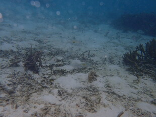 海底珊瑚礁景观