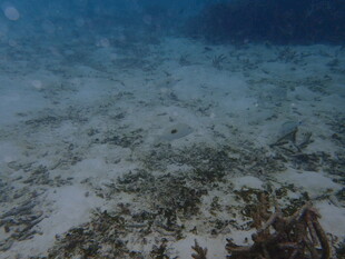海底景象 沙石与海草