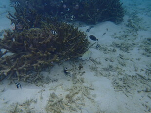 海底珊瑚与小鱼景观