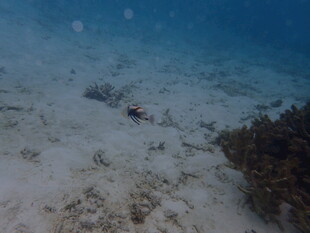 海底景象 潜水员与珊瑚