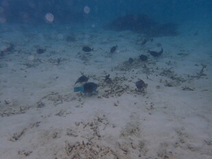 海底世界中的多彩小鱼