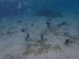 海底景象 多彩海洋生物