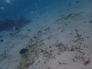 海底景象 多样海洋生物