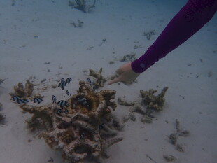 手触海底珊瑚景观