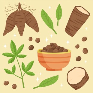 木薯插画
