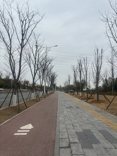 空旷道路上的白色箭头标识