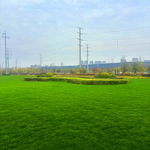 城市边的翠绿草坪景观