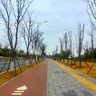 城市空旷林荫步道景象