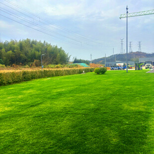 翠绿草坪与远处景致