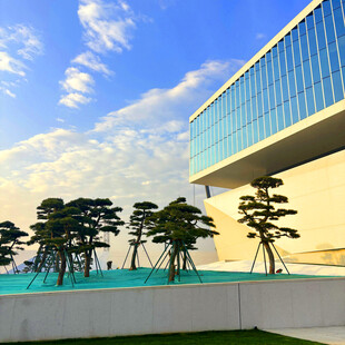 现代建筑旁的精致景观树