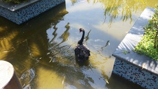 池塘中的黑天鹅