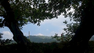 透过枝叶望远方景色
