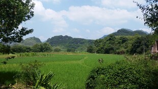 田园绿野风光
