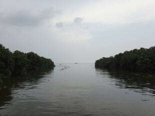 宁静河道两岸茂密树林