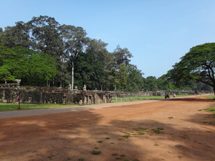 古老道路旁的葱郁树木